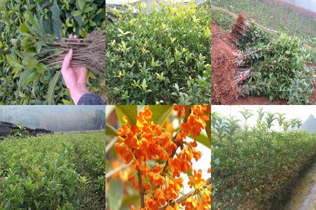 桂花树苗价格:徐州未来有机农业有限公司江苏省丰县桂花树优新品种示范园1663603953549