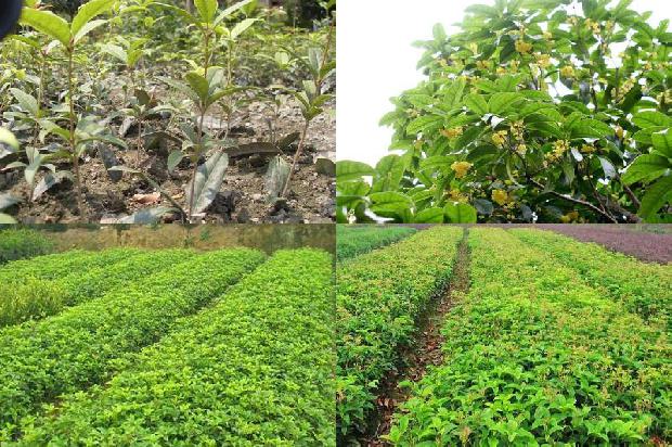桂花树苗价格:徐州未来有机农业有限公司江苏省丰县桂花树优新品种示范园1663603953571