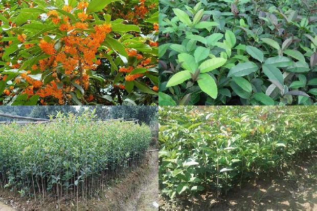 桂花树苗价格(大桂花设施栽培技术)