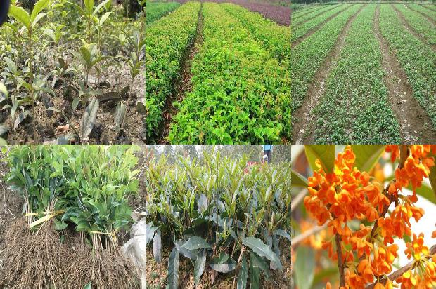 桂花树苗价格:设施桂花种植的茬口安排