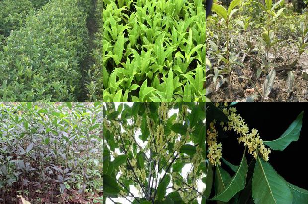 桂花树苗价格:设施桂花种植的茬口安排1663603980380
