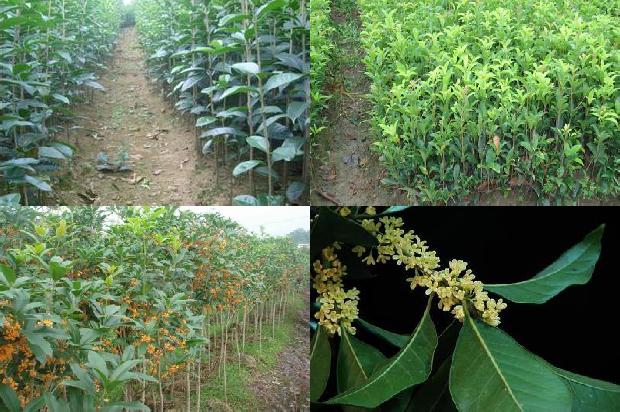 桂花树苗价格:设施桂花种植的茬口安排1663603980391