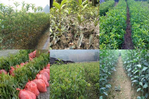 桂花树苗价格:设施桂花种植的茬口安排1663603980404