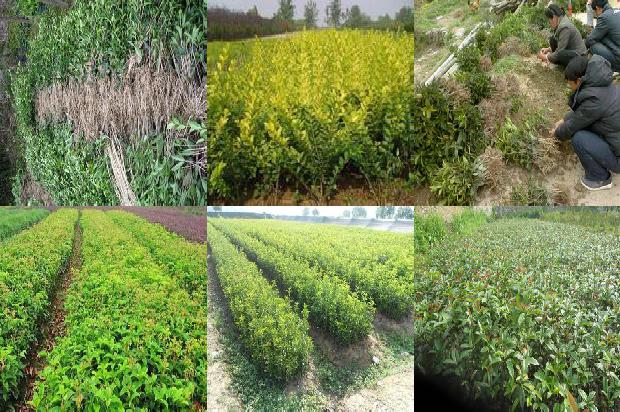 桂花树苗价格:设施桂花种植的茬口安排1663603980415
