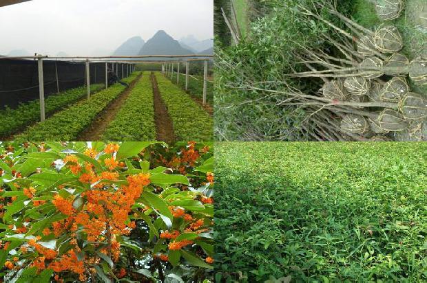 桂花树苗价格:设施桂花种植的茬口安排1663603980426
