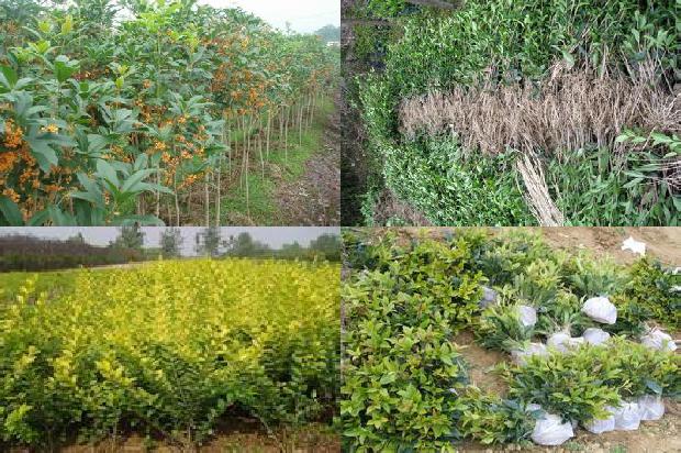 桂花树苗价格:设施桂花种植的茬口安排1663603980437