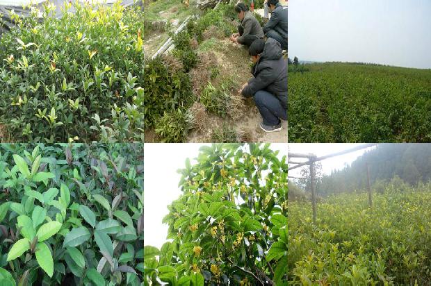 桂花树苗价格:有机桂花的品牌打造与市场分析