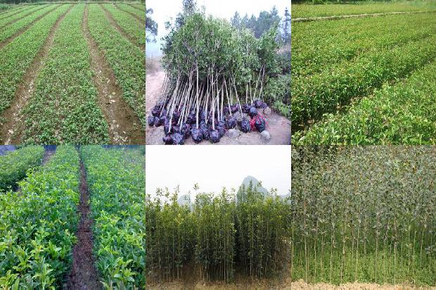 桂花树苗价格:有机桂花的品牌打造与市场分析1663603989537