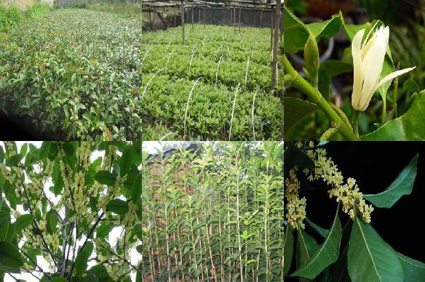 桂花树长多高能开花呢1688523897690