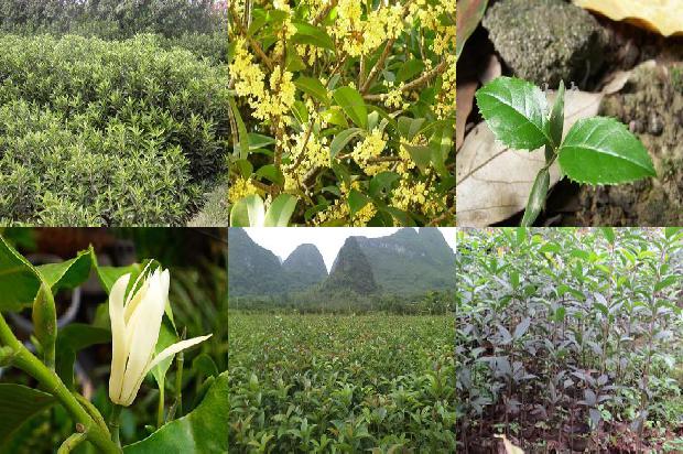 桂花树苗最新价格山东曹县1689726557040