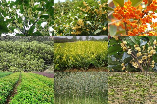 桂花树价格-寒地棚室桂花病害发生的原因及防治措施