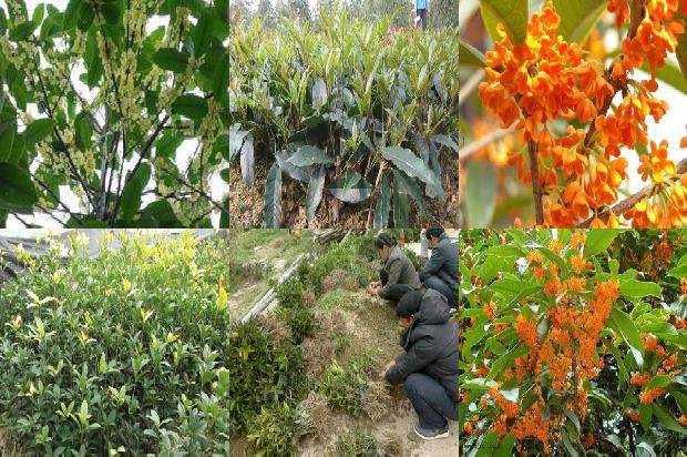 桂花树价格:富硒根茎类桂花生产施肥技术