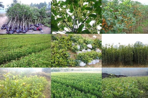 桂花树价格:富硒根茎类桂花生产施肥技术1663690835252