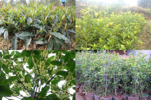 桂花树价格:富硒根茎类桂花生产施肥技术1663690835263