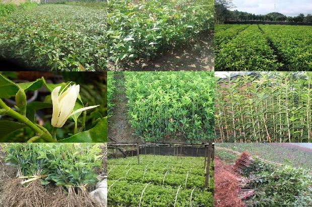 桂花树价格:富硒根茎类桂花生产施肥技术1663690835285