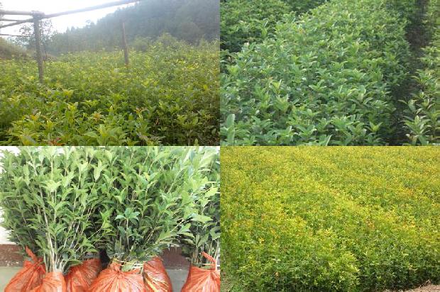 桂花树价格:富硒根茎类桂花生产施肥技术1663690835296