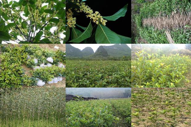 桂花树价格[大桂花设施栽培技术总结]