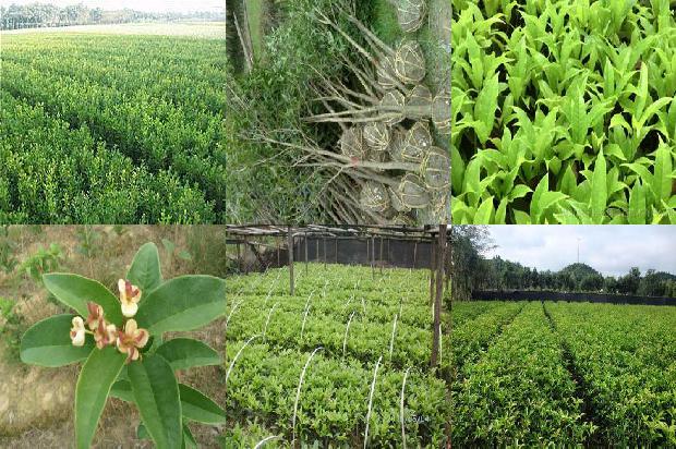 桂花树价格:大中棚桂花树套种香菜1663690859831