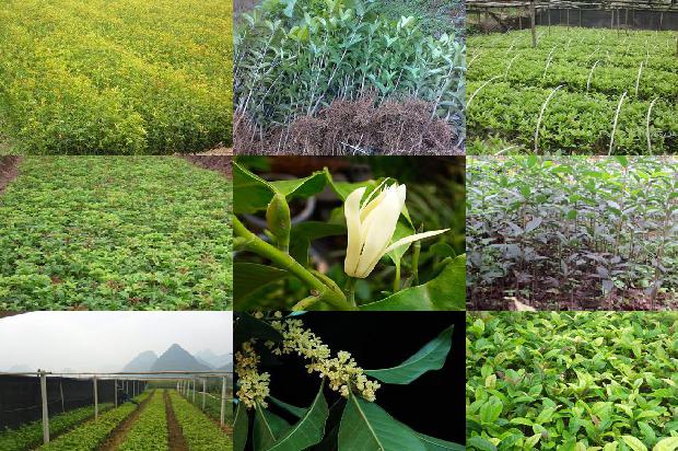桂花树价格[桂花树应该怎么吃？]