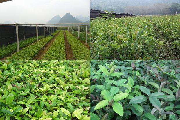 40公分的桂花树价格多少钱1689726821187