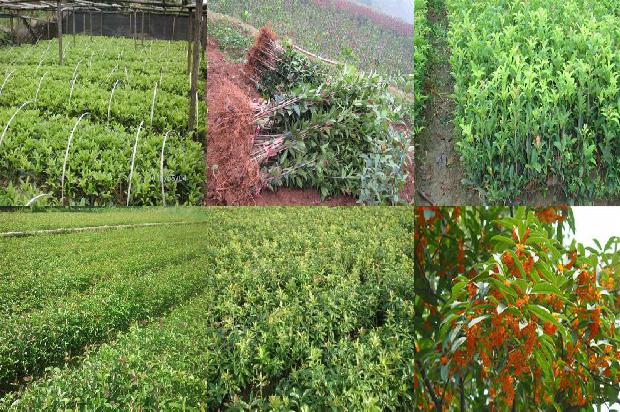 桂花树价格-桂花树栽培技术对提高果实品质的影响研究1663690897224
