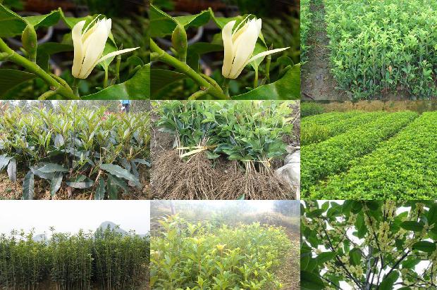 桂花树价格-桂花树栽培技术对提高果实品质的影响研究1663690897235