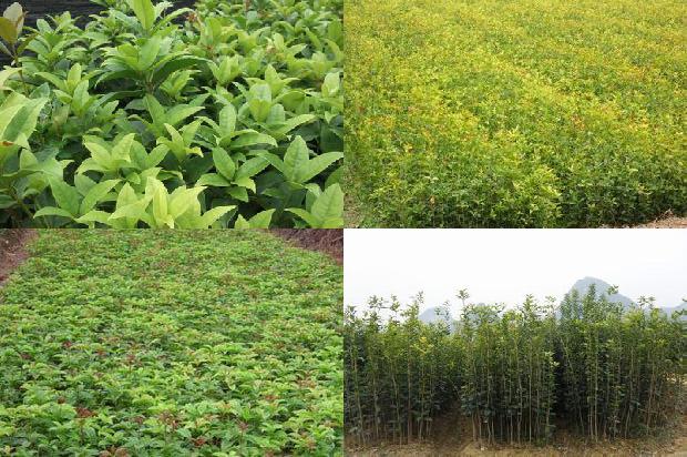 桂花树价格-桂花树栽培技术对提高果实品质的影响研究1663690897246