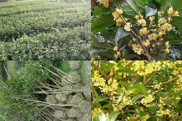 桂花树价格-桂花树栽培技术对提高果实品质的影响研究1663690897279