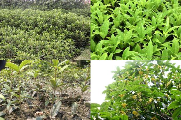 桂花树苗[桂花树组织培养快繁技术的研究]1663777283233