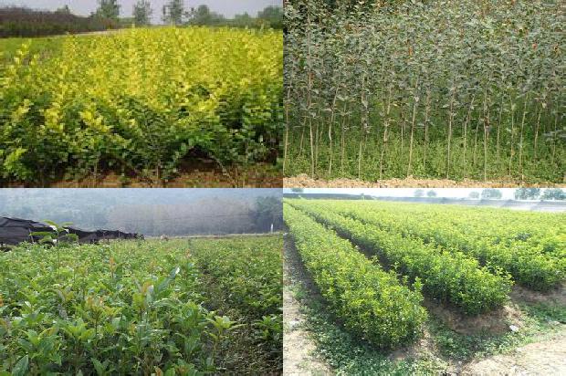 桂花树苗_无公害桂花种植技术的推广研究