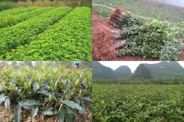 桂花树苗_无公害桂花种植技术的推广研究1663777336255