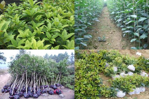 桂花树苗_无公害桂花种植技术的推广研究1663777336266