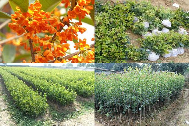 桂花树苗:桂花树冻害综合预防技术1663777377690
