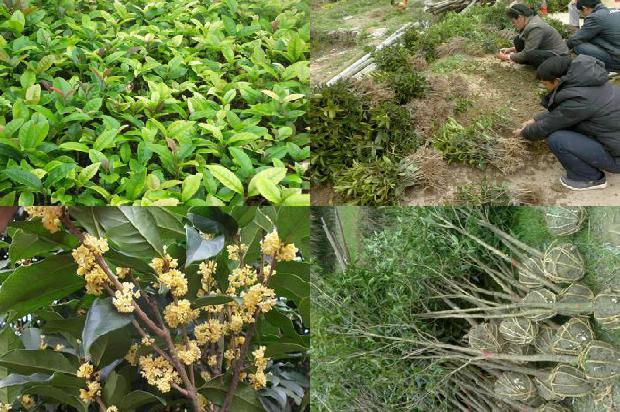 桂花苗:浅谈桂花树病虫害防治中的新问题1663863720296