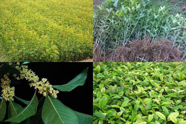 桂花苗:浅谈桂花树病虫害防治中的新问题1663863720318
