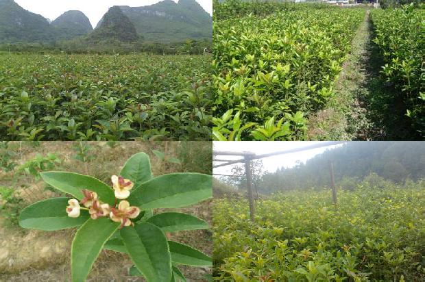 桂花苗:浅谈桂花树病虫害防治中的新问题1663863720351