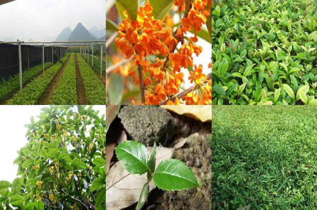桂花苗[顶空固相微萃取气质联用检测高山根桂花挥发性风味物质]