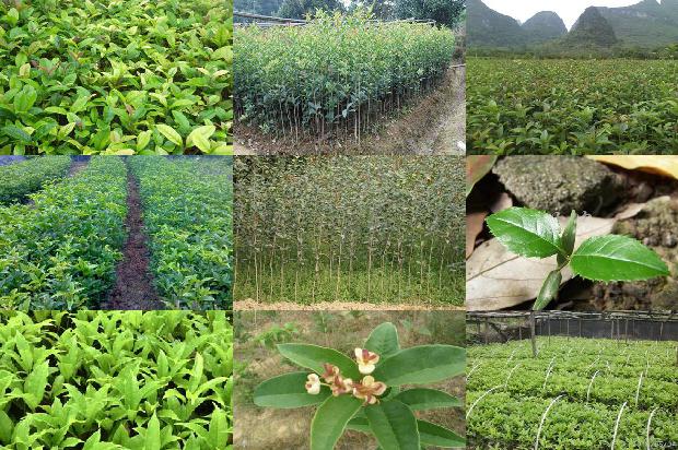 桂花苗[顶空固相微萃取气质联用检测高山根桂花挥发性风味物质]1663863774499