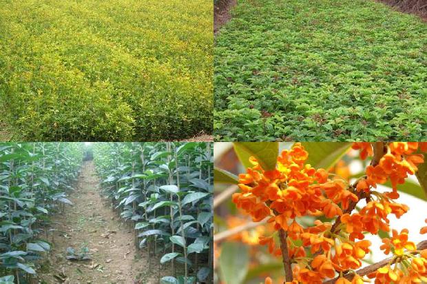 桂花苗:有机肥和化肥不同配比对桂花产量、品质及土壤养分和微生物的影响
