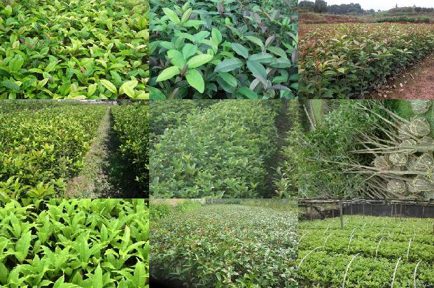 桂花苗:有机肥和化肥不同配比对桂花产量、品质及土壤养分和微生物的影响1663863807021