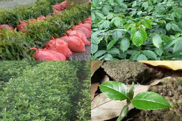 桂花苗:有机肥和化肥不同配比对桂花产量、品质及土壤养分和微生物的影响1663863807032