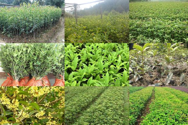 桂花苗:有机肥和化肥不同配比对桂花产量、品质及土壤养分和微生物的影响1663863807065