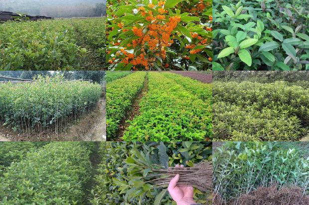 桂花苗:有机肥和化肥不同配比对桂花产量、品质及土壤养分和微生物的影响1663863807076