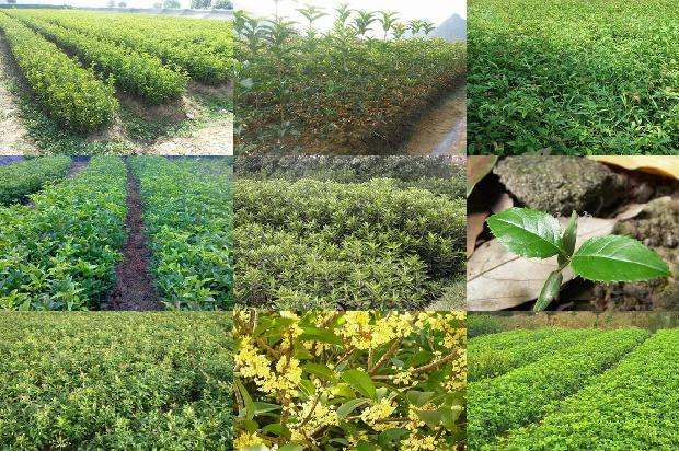 桂花苗_我爱家乡的桂花1663863821578 桂花苗_我爱家乡的桂花1663863821578