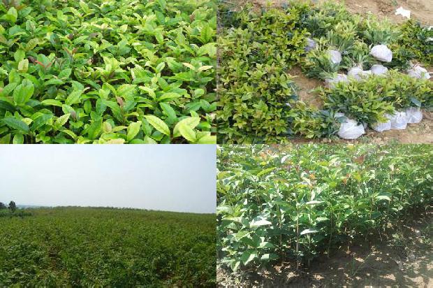 桂花树苗价格_抓住时机、多措并举防治桂花树病虫害