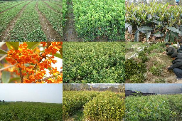 桂花树苗价格_抓住时机、多措并举防治桂花树病虫害1663950085292 桂花树苗价格_抓住时机、多措并举防治桂花树病虫害1663950085292