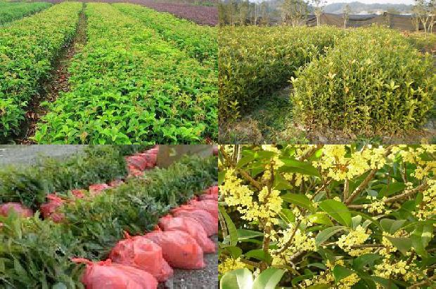桂花树苗价格_桂花树栽培管理措施及种植技术要点分析1663950100173