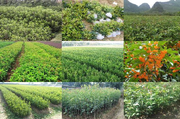 桂花树苗价格_桂花树栽培管理措施及种植技术要点分析1663950100184