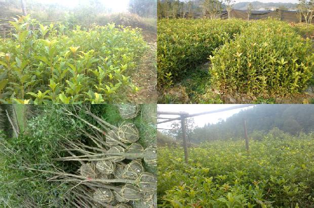 桂花树苗价格_桂花树栽培管理措施及种植技术要点分析1663950100195