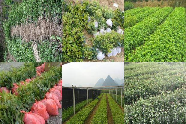桂花树苗价格_桂花树栽培管理措施及种植技术要点分析1663950100206